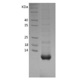 Recombinant Human Uter.png
