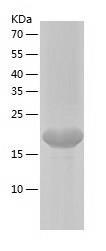 Recombinant Human VSTM2L.jpg