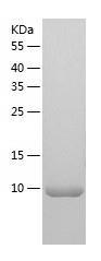 Recombinant Human WBP1.jpg