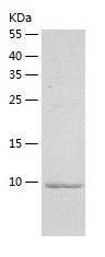 Recombinant Human WFDC12.jpg