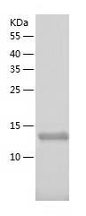 Recombinant Human XAF1.jpg