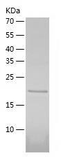 Recombinant Human ZC3H14.jpg