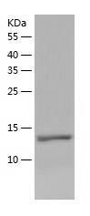 Recombinant Human ZMYND8.jpg