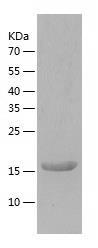 Recombinant Human ZNF695.jpg