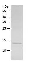 Recombinant Human ZNF697.jpg