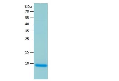 Recombinant Human ATOX1.png