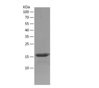 Recombinant Human CABYR.png