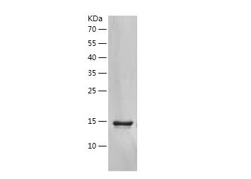 Recombinant Human CCL2.png