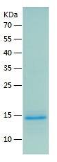 Recombinant Human CCL4.jpg