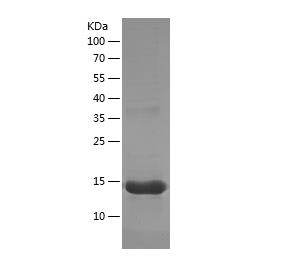 Recombinant Human CD34.png