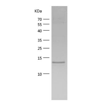 Recombinant Human CXCL10.png