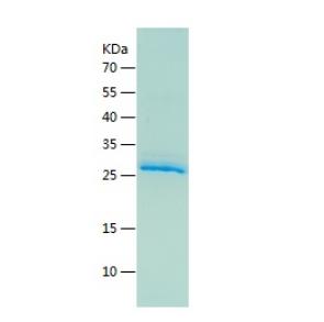 Recombinant Human EREG.png