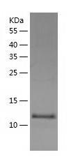 Recombinant Human FABP12.jpg