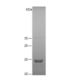 Recombinant Human FABP2.png