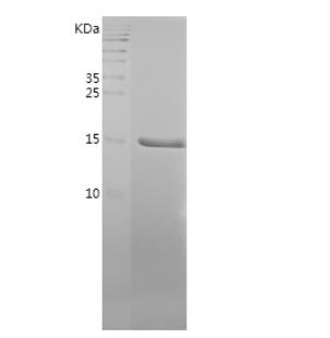 Recombinant Human FABP3.png