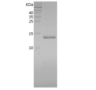 Recombinant Human FABP5.png