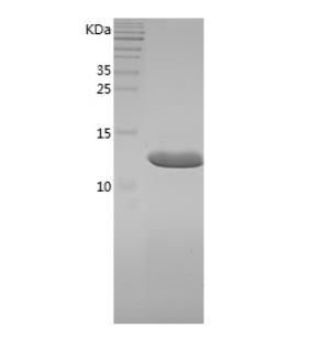 Recombinant Human FABP6.png