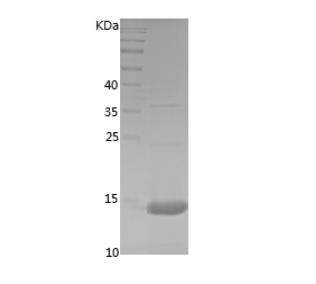 Recombinant Human FABP7.png