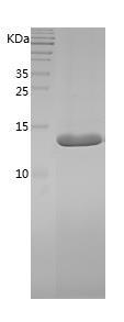 Recombinant Human FABP8.jpg