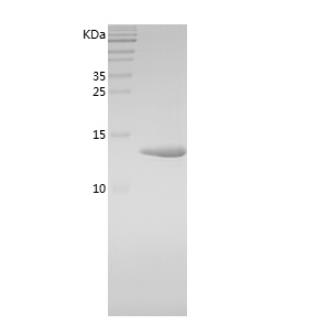 Recombinant Human FABP9.png