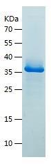 Recombinant Human FAT10.jpg