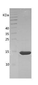Recombinant Human Galectin 7.jpg