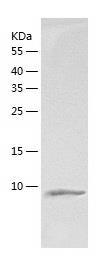 Recombinant Human HSBP1L1.jpg