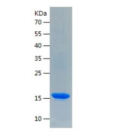 Recombinant Human IFNG.png