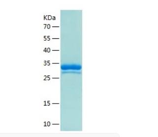 Recombinant Human IL-13.png