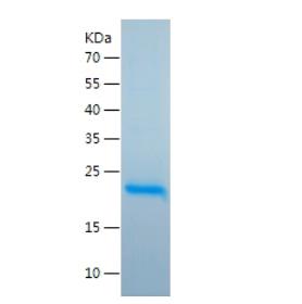 Recombinant Human IL-6.png