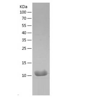 Recombinant Human IL-8.png