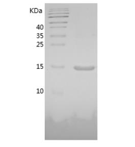 Recombinant Human leptin.png