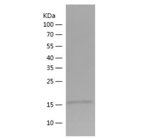 Recombinant Human MYL9.png