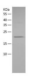Recombinant Human Myosin Light Chain 2.jpg