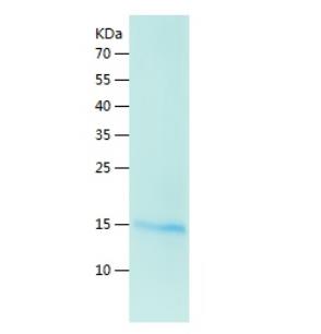 Recombinant Human NGF.png