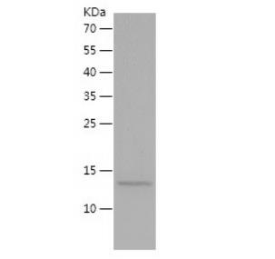 Recombinant Human PDGFB.png