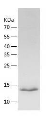 Recombinant Human SDHAF1.jpg