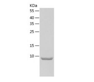 Recombinant Human SYCE3.png