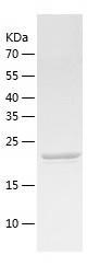 Recombinant Human ABCB6.jpg