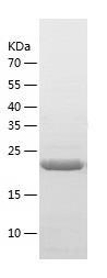 Recombinant Human ABI3BP.jpg
