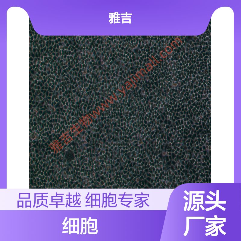 人视网膜色素上皮细胞；ARPE19（STR）