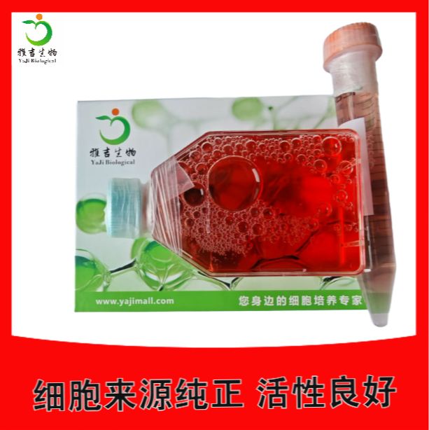 人转移胰腺腺癌细胞耐吉西他滨AsPC1GEM