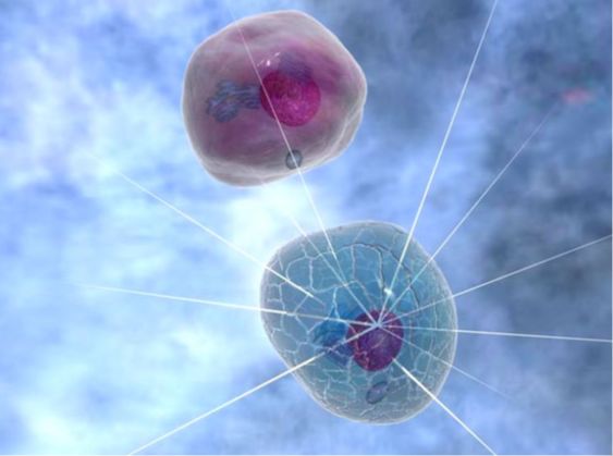 人胃癌细胞；BGC823（STR）