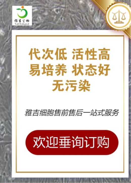 人膀胱癌细胞；BIU87（STR）