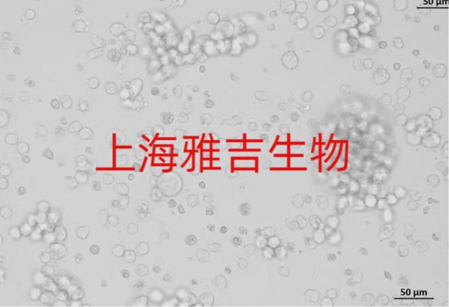 人膀胱癌细胞；BTB（STR）