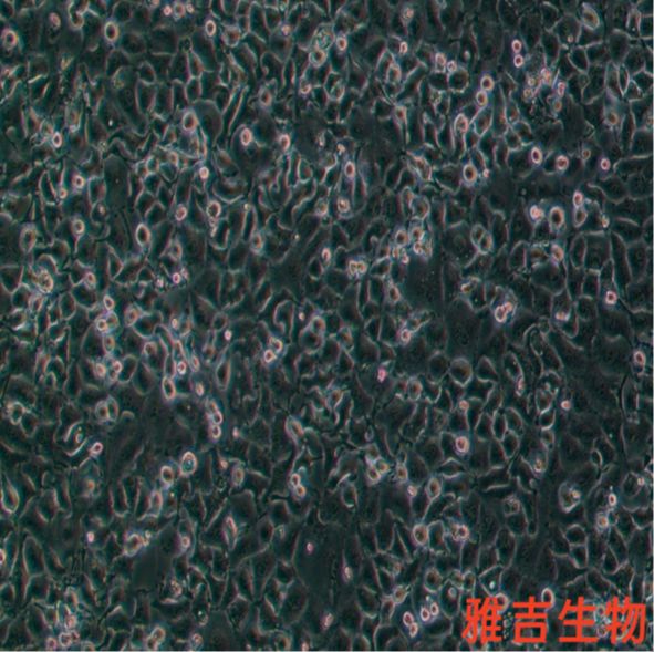 CCD841CoN人正常结肠上皮细胞（提供STR鉴定报告）