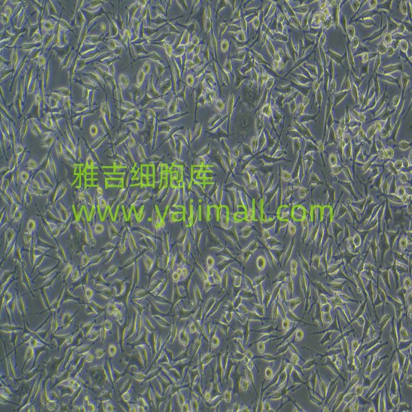 人结肠癌细胞Caco-2（文献引用产品）