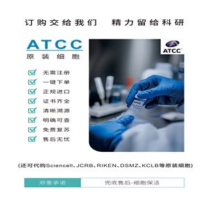 ARH-77细胞（ATCC）