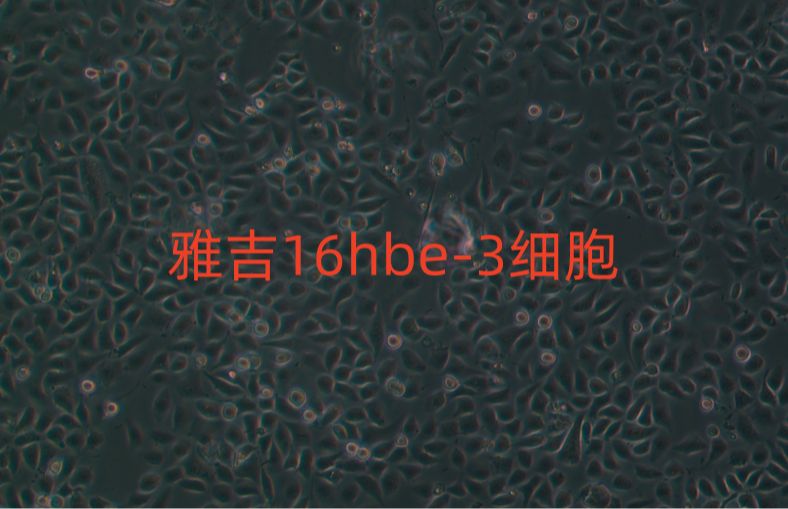 人卵巢癌细胞；CoC1（STR）