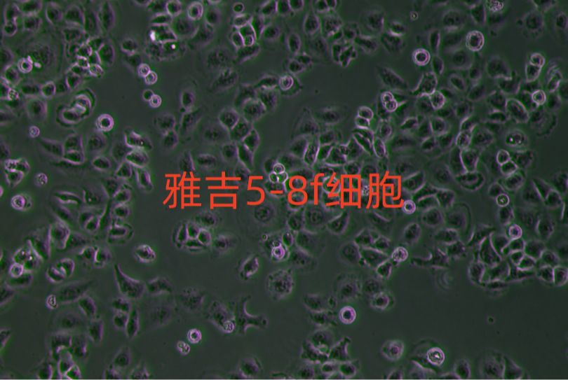 人卵巢癌细胞；CoC1（STR）